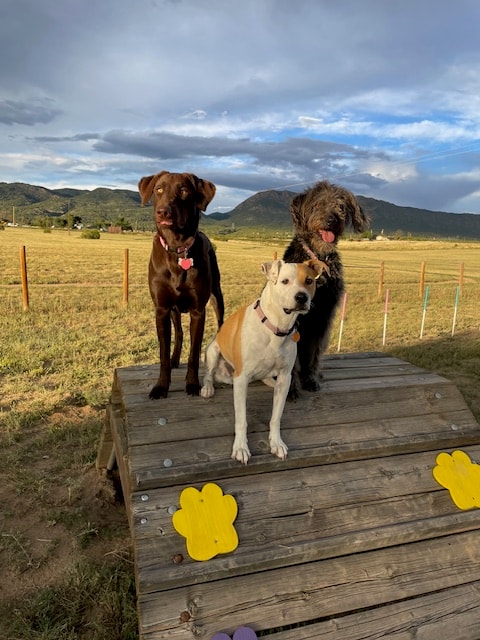 Fenced dog park at Royal View RV Park